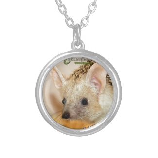 Long-eared hedgehog