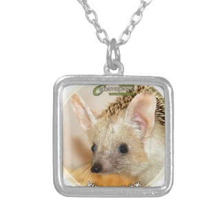 Long-eared hedgehog