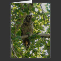 Long eared owl in tree - asio otus cards