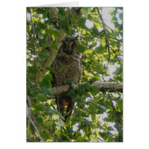 Long eared owl in tree - asio otus cards by Rainmountain Long eared owl in tree - asio otus cards