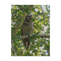 Long eared owl in tree - asio otus postcards