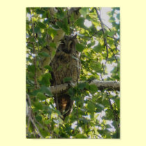 Long eared owl in tree - asio otus posters