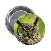 Long Eared Owl Pins