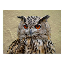 Long-eared owl postcard