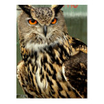 Long Eared Owl Postcard postcards