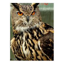 Long Eared Owl Postcard