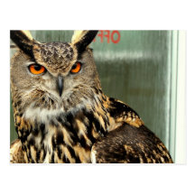 Long Eared Owl Postcard