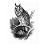 Long-eared Owl Sketch Postcard