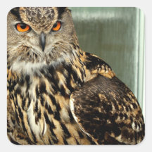 Long Eared Owl Stickers