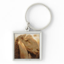 Long Eared Sheep Dolomites, Italy Key Chains