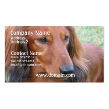 Long Hair Dachshund Business Card