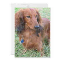 Long Hair Dachshund Invitation