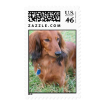 Long Hair Dachshund Postage Stamp