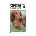 Long Hair Dachshund Postage Stamp