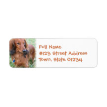 Long Hair Daschund Return Address Label