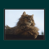Long-hair Tabby Cat  Animal Postcard postcards