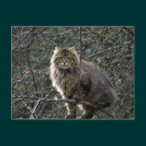 Long-hair Tabby Cat  Animal Postcard postcards