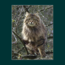 Long-hair Tabby Cat  Animal Postcard postcards