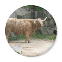 Long Haired Cattle magnets
