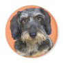Long Haired Dachshund Portrait Gifts Fridge Magnet Long Haired Dachshund Portrait Gifts Fridge Magnet