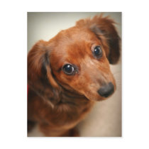 Long-Haired Dachshund Puppy postcards