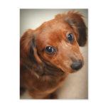 Long-Haired Dachshund Puppy Post Card