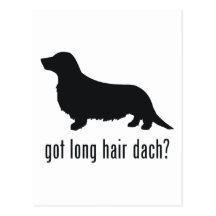 Long Haired Dachsund Post Cards