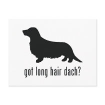 Long Haired Dachsund Post Cards