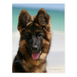 Long Haired German Shepherd Beach Postcard