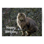 Long-Haired Tabby Cat Birthday Card