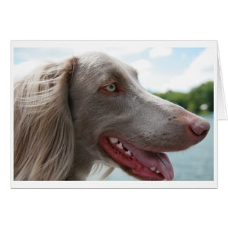 Long Haired Weimaraner card