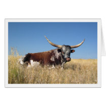 Long Horn cards