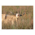 long horn posters