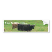 Long Horned Cattle bumper stickers