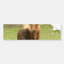 Long Horned Cattle Female And Her Young Bumper Sticker