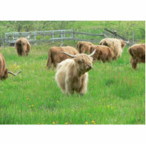Long Horned Cattle On Field Eating Grass photo sculptures by lifesphere Long Horned Cattle On Field Eating Grass photo sculptures