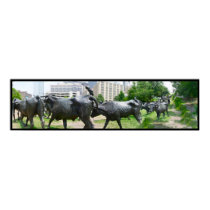 long horns of Dallas TX posters