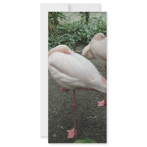 Long Legged Flamingo Rack Card Template