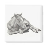 LONG-LEGGED FOAL: HORSE: PENCIL: REALISM magnets