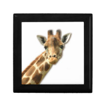 Long Necked Giraffe  Gift Box