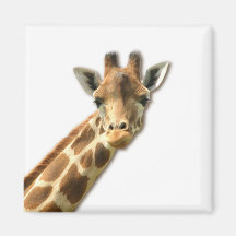 Long Necked Giraffe Magnet