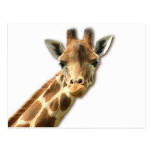 Long Necked Giraffe Postcard