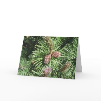 Long Needled Pine Holiday Card card