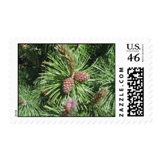 Long Needled Pine Postage stamp