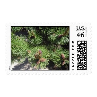 Long Needled Pine Postage stamp