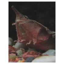 Long Nose Turtle Personalized Flyer