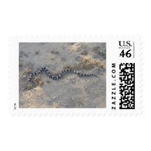 Long-nosed Snake Stamp