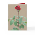 Long stem red rose cards
