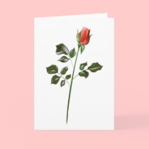 Long stem Red Rose cards by White_Wedding Long stem Red Rose cards