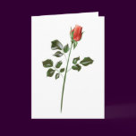 Long stem Red Rose